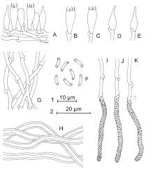 Attēlu rezultāti vaicājumam “Skeletocutis”