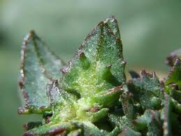 Attēlu rezultāti vaicājumam “Atriplex patula fruit”