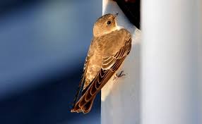 Image result for Ptyonoprogne rupestris