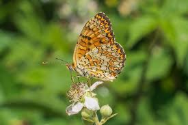 Attēlu rezultāti vaicājumam “Melitaea phoebe underside”
