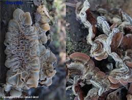 Attēlu rezultāti vaicājumam “Auricularia mesenterica”