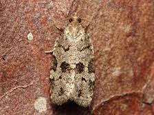 Attēlu rezultāti vaicājumam “Dichelia histrionana”