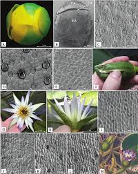 Attēlu rezultāti vaicājumam “Nymphaeaceae”