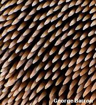 Attēlu rezultāti vaicājumam “Physarum auriscalpium sessile”