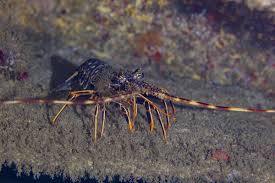 Image result for Palinurus elephas