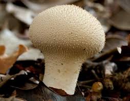 Attēlu rezultāti vaicājumam “Lycoperdon perlatum”