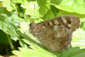 Attēlu rezultāti vaicājumam “Pararge aegeria underside”