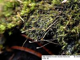 Attēlu rezultāti vaicājumam “Dicranella cerviculata”