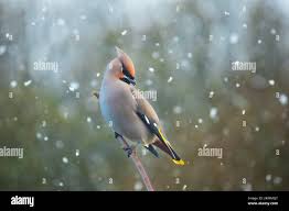 Attēlu rezultāti vaicājumam “Bombycilla garrulus”