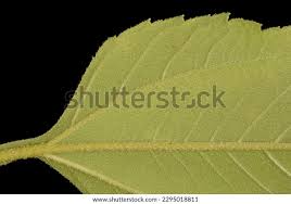 Attēlu rezultāti vaicājumam “Helianthus tuberosus leaf”