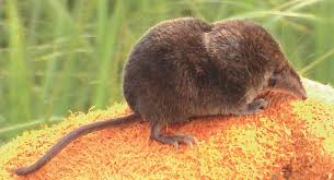 Attēlu rezultāti vaicājumam “Sorex araneus”