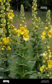 Image result for Verbascum phlomoides