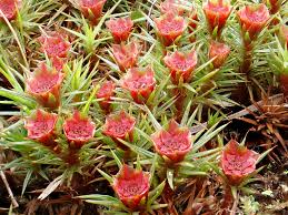 Attēlu rezultāti vaicājumam “Polytrichum piliferum”