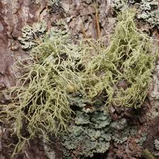 Attēlu rezultāti vaicājumam “Usnea hirta”