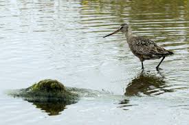 Image result for Limosa haemastica