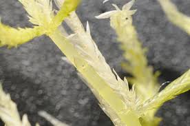 Attēlu rezultāti vaicājumam “Sphagnum fallax”