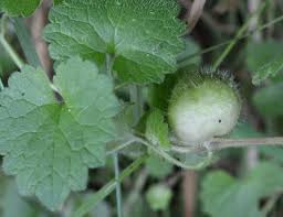 Attēlu rezultāti vaicājumam “Liposthenes glechomae”