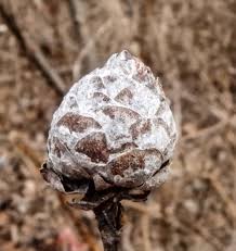 Attēlu rezultāti vaicājumam “Rabdophaga degeeri”