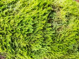 Attēlu rezultāti vaicājumam “Neckera complanata sporophyte”