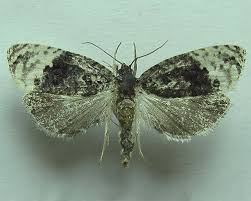 Attēlu rezultāti vaicājumam “Apotomis betuletana”