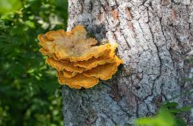 Attēlu rezultāti vaicājumam “Fuligo licentii”