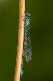 Attēlu rezultāti vaicājumam “Ischnura pumilio”