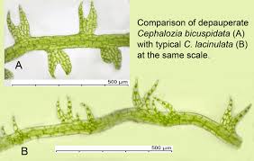 Attēlu rezultāti vaicājumam “Cephalozia bicuspidata sporophyte”