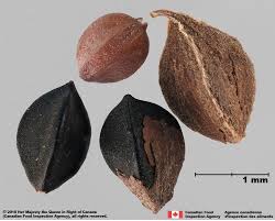 Attēlu rezultāti vaicājumam “Fallopia convolvulus fruit”