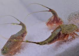 Attēlu rezultāti vaicājumam “Trichia longipalpis”