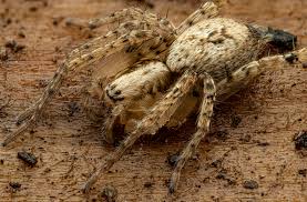 Attēlu rezultāti vaicājumam “Anyphaena accentuata”