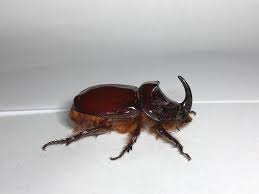 Attēlu rezultāti vaicājumam “Oryctes nasicornis”