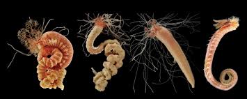 Attēlu rezultāti vaicājumam “Comatricha ellae stalked”