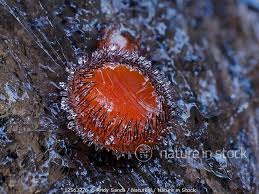 Attēlu rezultāti vaicājumam “Scutellinia scutellata”