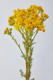 Attēlu rezultāti vaicājumam “Senecio vernalis bud”