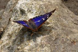 Attēlu rezultāti vaicājumam “Apatura ilia underside”