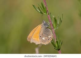 Attēlu rezultāti vaicājumam “Coenonympha glycerion underside”