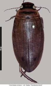 Attēlu rezultāti vaicājumam “Colymbetes striatus”