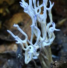 Attēlu rezultāti vaicājumam “Ramariopsis pulchella”