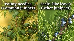 Attēlu rezultāti vaicājumam “Juniperus communis leaf”