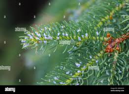 Attēlu rezultāti vaicājumam “Adelges laricis”