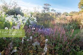 Image result for Leucanthemella serotina