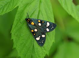 Attēlu rezultāti vaicājumam “Callimorpha dominula imago”