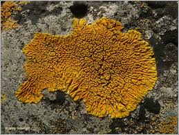 Attēlu rezultāti vaicājumam “Caloplaca scopularis”