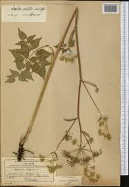 Attēlu rezultāti vaicājumam “Angelica palustris”