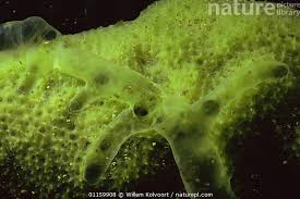 Attēlu rezultāti vaicājumam “Spongilla lacustris”