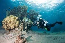 Image result for Three Seas Diving