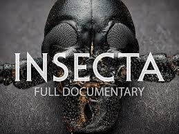 Attēlu rezultāti vaicājumam “Insecta”