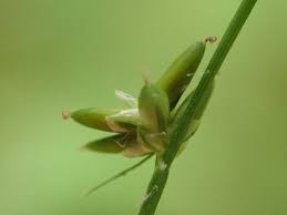 Attēlu rezultāti vaicājumam “Carex loliacea”