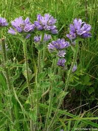 Attēlu rezultāti vaicājumam “Campanula cervicaria bud”