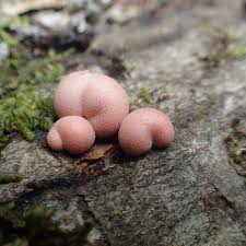 Attēlu rezultāti vaicājumam “Lycogala cf. oleocrystalliferum macro”